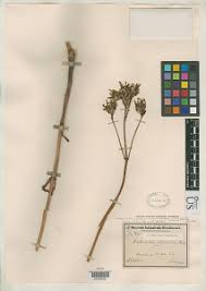 Image result for Kalanchoe glaucescens