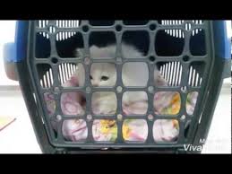 Kedi Yikama Youtube