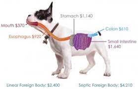 Can You Afford Surgery On Your Pet Dr Phil Zeltzman S Blog