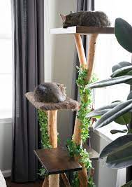 Cat owners understand that cats don't take a lot of time or work to care for even as completely indoor pets. Cat Lovers Learn How To Make A Diy Cat Tree Using Real Branches
