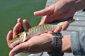 Table conditions are not inspirational for muskies. F G Stocks Tiger Muskies In Two Southwest Region Waters Outdoors News Idahopress Com