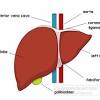 Where is your liver located and what causes liver pain. 1