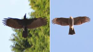 カラスの攻撃力