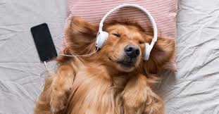 Caes is one of them. Spotify Ja Tem Playlists Para Os Caes E Gatos Quando Estao Sozinhos Em Casa Nit