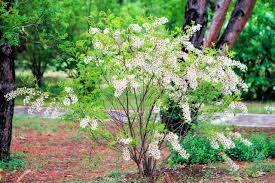 Image result for Pycreus xantholepis