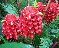 Polynesian Produce Stand Live Rare Indonesian Wax Ginger 100 Beautiful Flowers Garden Strange Flowers Beautiful Flowers