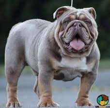 Akc exotics english bulldog, chocolates tri merles & lilac tri merles. Lilac Tri Male Ukpets