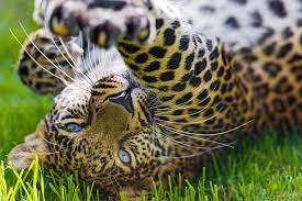 Stretching A Paw By Tambako The Jaguar On Flickr Animals Big Cat Species Animals Beautiful