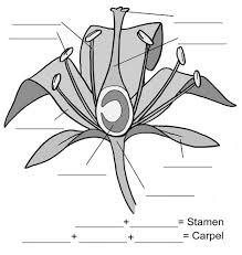 More images for flowering plant diagram labeled » Flower Structure Diagram Rhs Campaign For School Gardening