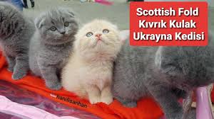 Scottish Fold Ukrayna Kedisi Kedi Videolari Youtube