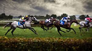 Résultat de recherche d'images pour "cheval de course"