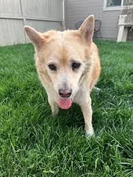 Lost Pets Treasure Valley