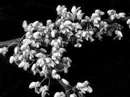 Lukisan bunga mawar hitam putih auto kfz info. Wallpaper Satu Warna Bunga Bunga Cabang Mekar Musim Semi Menanam Flora Daun Bunga Hitam Dan Putih Fotografi Monokrom Fotografi Makro Hidup Masih Fotografi Mekar Whitebud Cerciscanadensisalba Hias Annjacobson 1024x769 784471