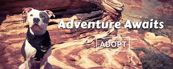 #3 las vegas, nv 89117. Animal Help Alliance Las Vegas Nevada