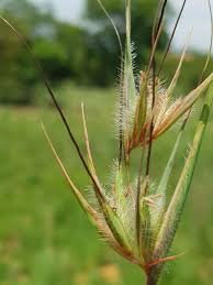 Image result for Themeda triandra