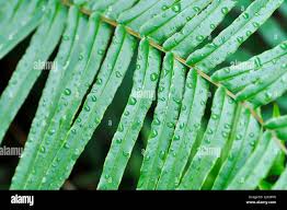Image result for Pteris preussii