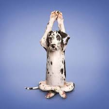 Database Error Dog Doing Yoga Dog Yoga Animal Yoga