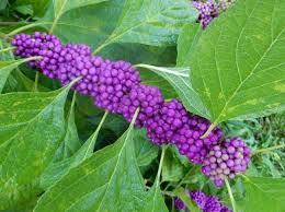 Check spelling or type a new query. Diggin Florida Dirt 5 Favorite Florida Natives To Plant This Fall