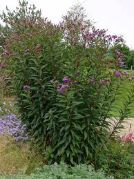 Vernonia provides nice summer color, late season height, and attracts butterflies and hummingbirds into the perennial garden. Arkansas Scheinaster Mammuth Schonste Stauden Expertenwissen