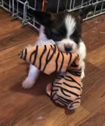 Colorado puppy rescue home facebook. Papillon Puppy For Sale Adoption Rescue For Sale In Colorado Springs Colorado Classified Americanlisted Com
