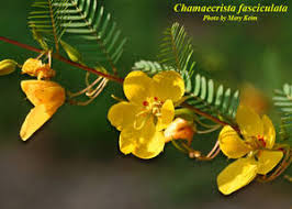 Image result for Chamaecrista falcinella