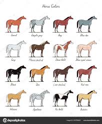 Dapple Dun Horse Stock Vectors Royalty Free Dun Horse