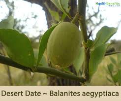 Image result for Balanitaceae