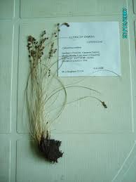 Image result for Coleochloa