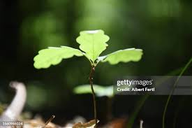 Image result for oak sapling
