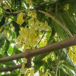 Image result for Hyparrhenia anemopaegma