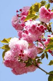 Morus is a genus of flowering plants in the family moraceae. 10 Best Kwanzan Cherry Tree Ideas Cherry Tree Kwanzan Cherry Tree
