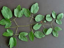 Maybe you would like to learn more about one of these? Know Your Natives Net Leaf Leather Flower Arkansas Native Plant Society