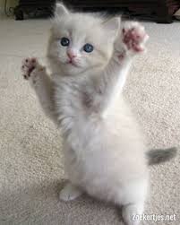 High to low nearest first. 170 Ragdoll Cats And Kittens Ideas Cats And Kittens Kittens Cats