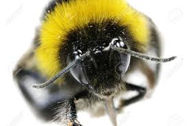 Stock screener for investors and traders, financial visualizations. Bumblebee Head On White Bumble Bee Honey Bumble Bee Humble Bee