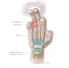 The annular pulleys of the fingers have been reported to be the most commonly injured structures in both sport climbing and bouldering. Rock Climbing Hand Injuries Biotic Artlab