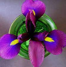 These Flowers Have Also Found Their Way Into A Variety Of Art And Architecture Description From Flowerinfo O Iris Flowers Iris Flower Pictures Flower Pictures