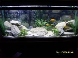 Most Beautiful Freshwater Tanks All Time Page 18 Fresh Water Fish Tank Fish Tank Decorations Fish Tank