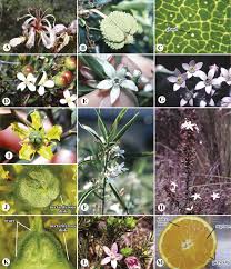 Image result for Anacardiaceae