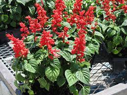 Salvia University Of Florida Institute Of Food And Agricultural Sciences
