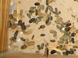 Image result for squirrel poop