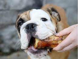 Hence, bone marrows should be consumed in moderate quantity and should be given as treats rather than as a main meal. Marrow Bones For Dogs Everything You Need To Know