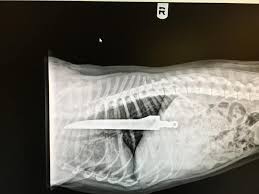 Www Iloveveterinary Com Veterinary Medicine Radiography Veterinary