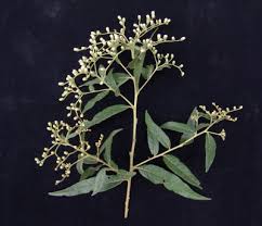 Image result for Vernonanthura polyanthes