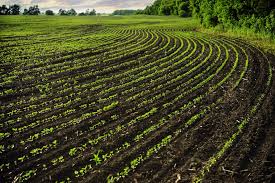 In addition, pests and diseases from other crops can spread and infect more crops. Crop Rotation 7 Steps For Soil Health Ecofarming Daily