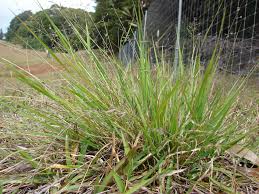 Image result for Eragrostis sclerantha
