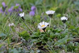 Herrschen folgende missstände im garten, zieht sich moos unmittelbar nach deren behebung wieder zurück fazit unkraut im rasen ist nicht nur lästig, sondern gefährdet die grüne visitenkarte des. Rasenunkrauter 23 Unkrauter Mit Bildern Bestimmen Richtig Bekampfen