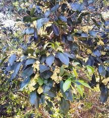 Image result for Olinia chimanimani