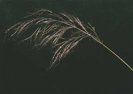 Image result for Capillipedium