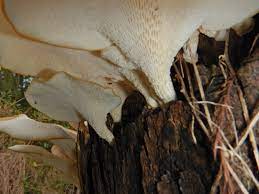 Why Is It Dangerous To Stay In A Small Room Full Of Fresh Mushrooms Quora