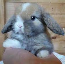 Holland lops $75 each or 2 for $125. Redlands Mini Lops Home Facebook